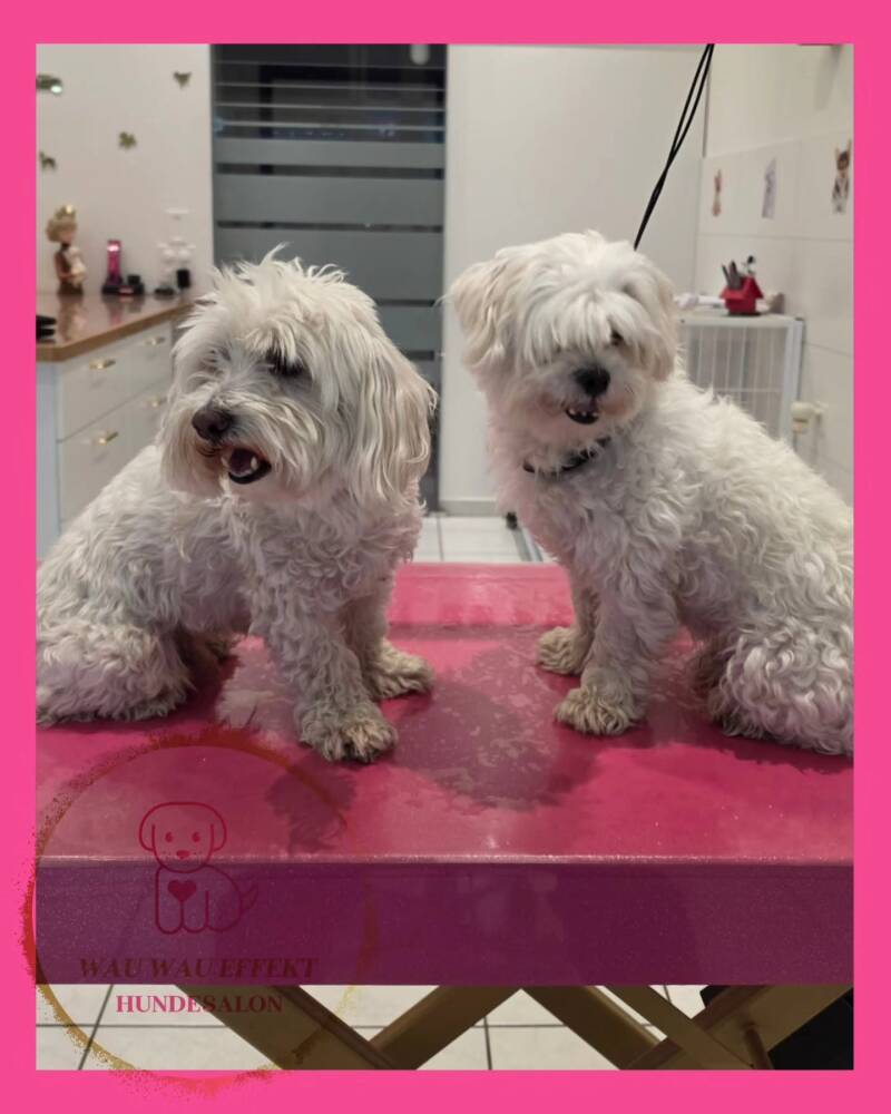 Kiko &amp; Remi