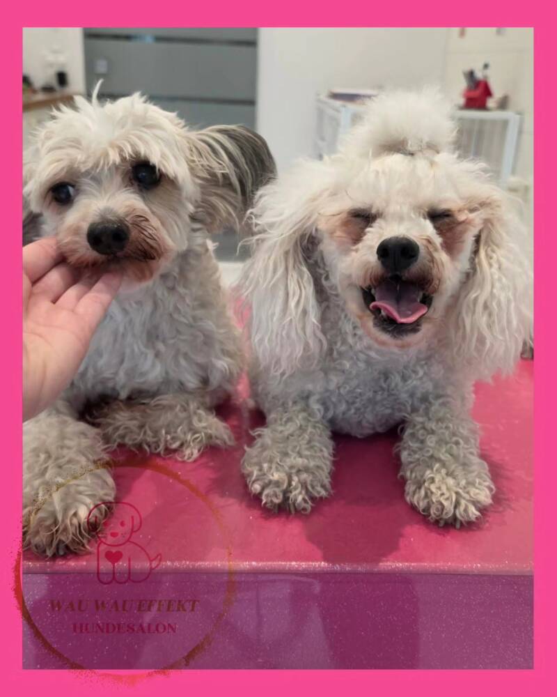 Elvis &amp; Elsa