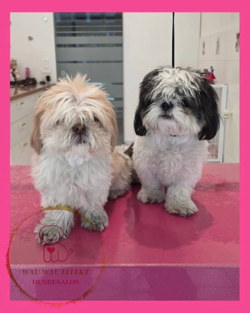 Gizmo &amp; Joya