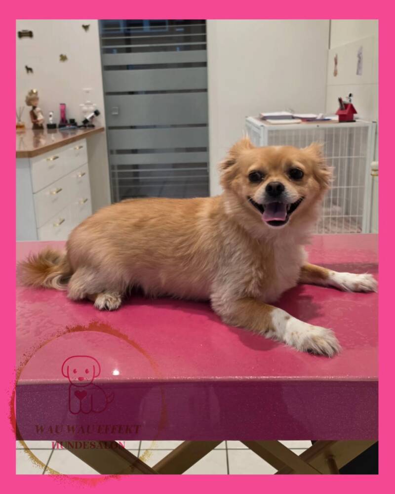 Mogli