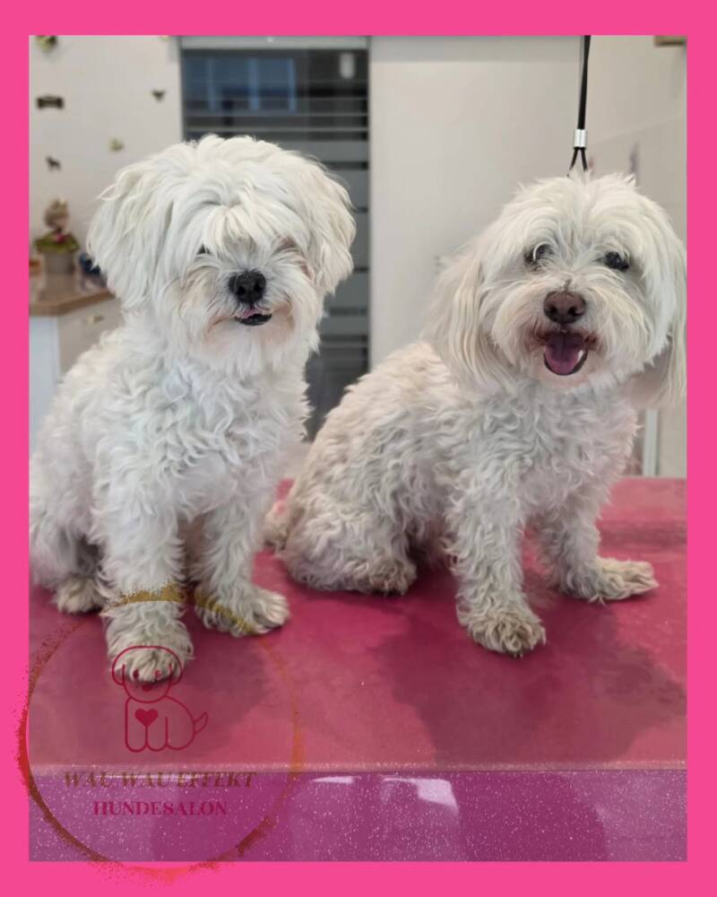 Kiko &amp; Remi