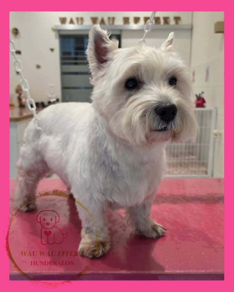 Standardschnitt Westie