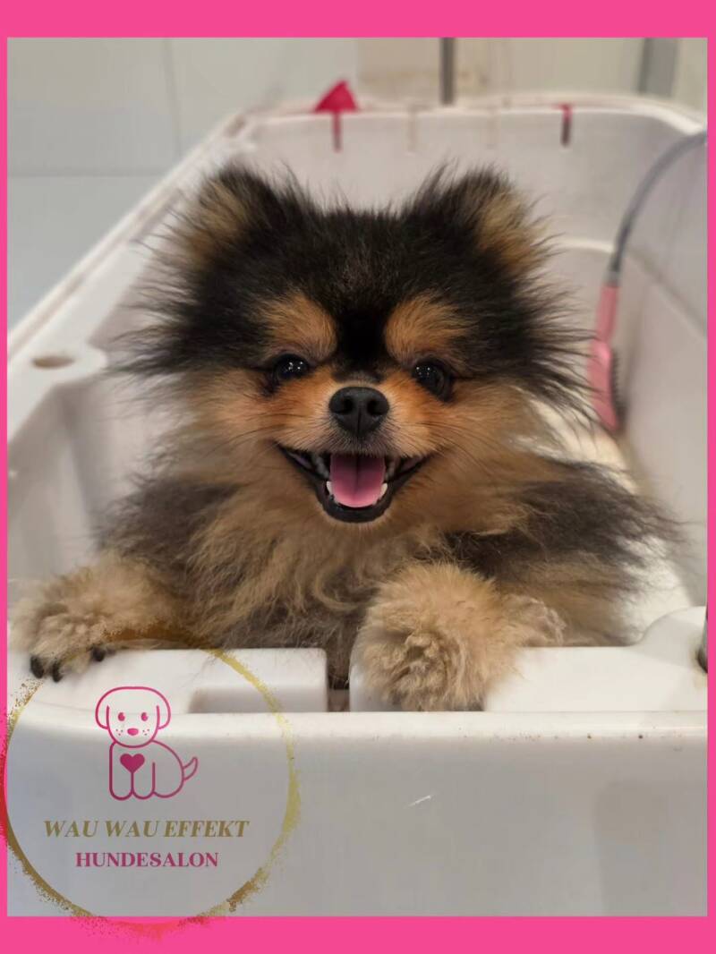 Teddy