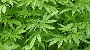 Bloeiende lijnzaadplanten voor Lijnzaadolie