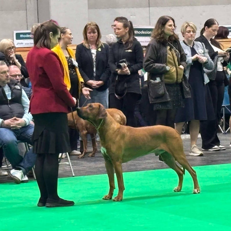 ollie-crufts-standard-ahnwgy.jpg