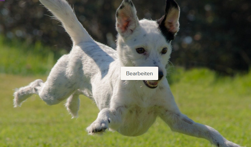 04.09.26 - Live-Online Webinar "Der aufgeregte Hund"