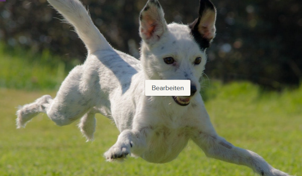 30.08.26 - Live-Online Webinar "Der aufgeregte Hund"