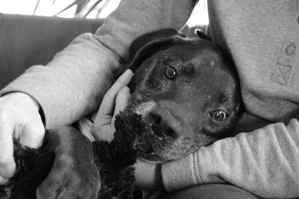 Live-Webinar - Entspannung für Hunde in stressbelasteten Situationen