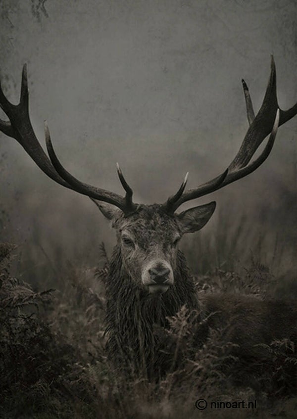 Tuinposter - rendier - landelijk - 60cm hoog