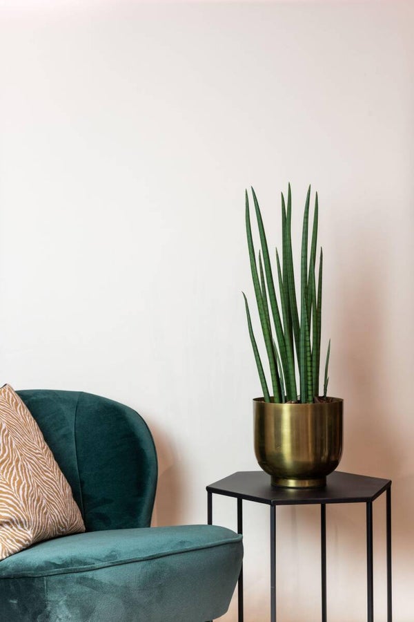 Kunstplant - Sanseveria Cylindrica - Vrouwentong
