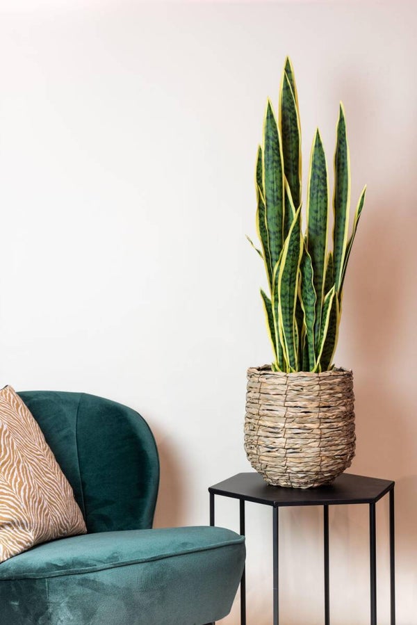Kunstplant - Sanseveria Trifasciata - Vrouwentong