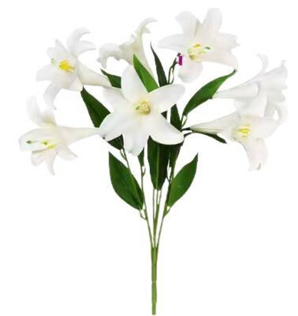 White Easter Lilly