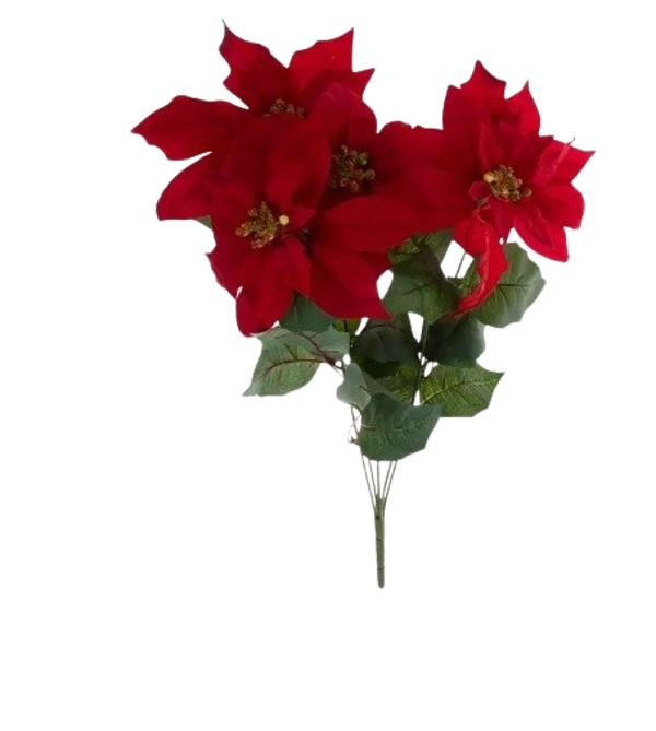 Red Poinsettia Bush