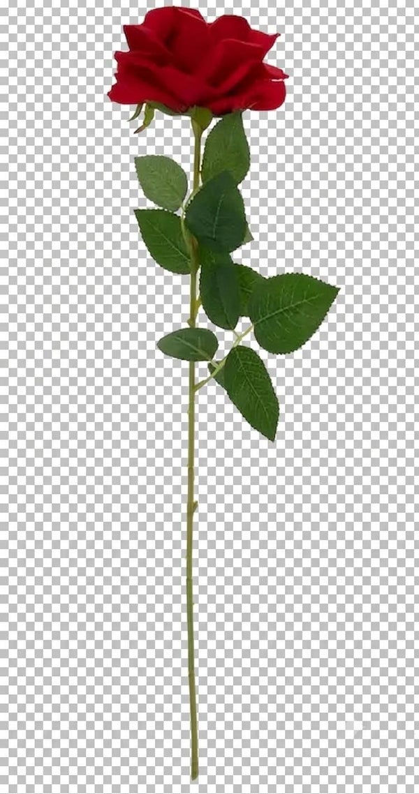 Single Red Rose Transp
