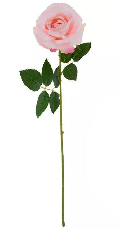 rose-single-pink-standard-tja8ip.jpg