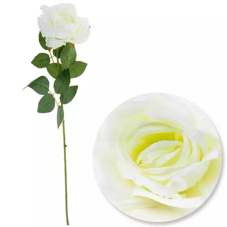 Rose - Single White