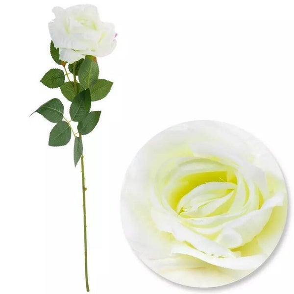 Rose - Single White