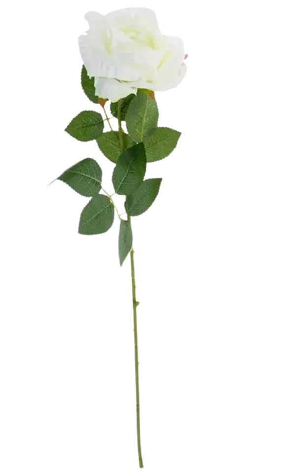 Rose - Single White