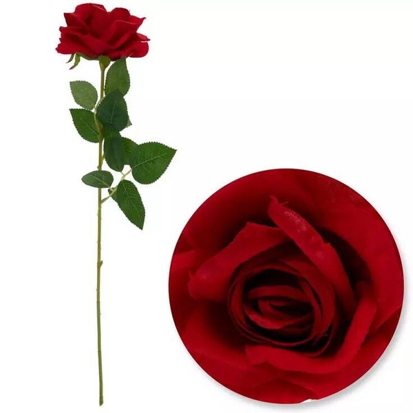 Red Rose- Single