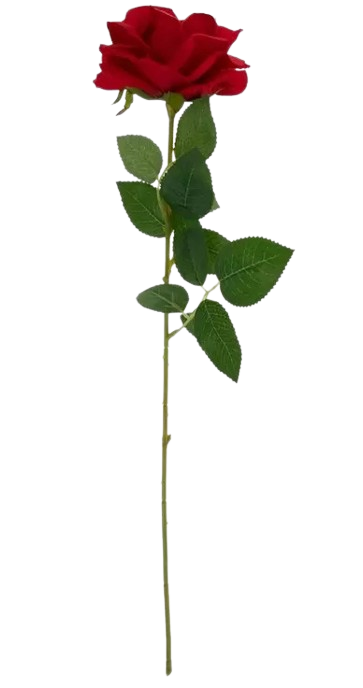 Red Rose- Single