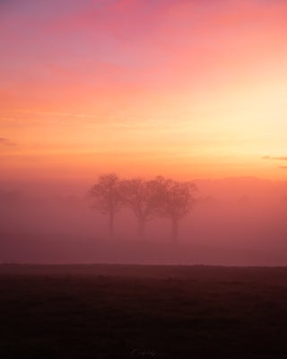 claremorris-trees-fog-2-standard.jpg