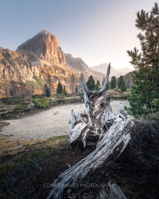 tree-stump-standard.jpg