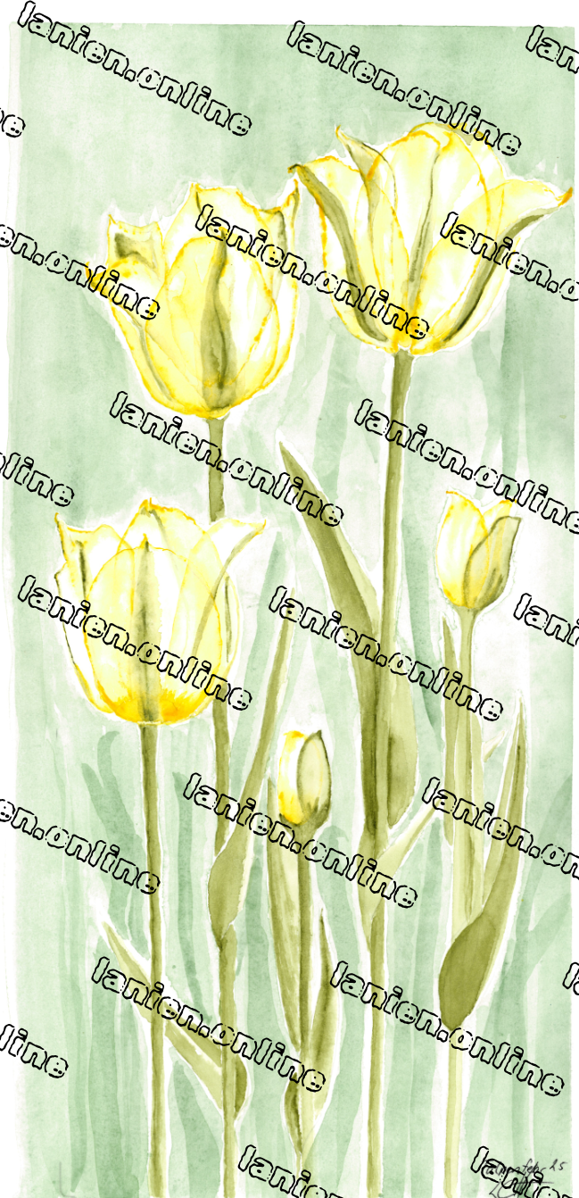 Yellow Darling Tulip