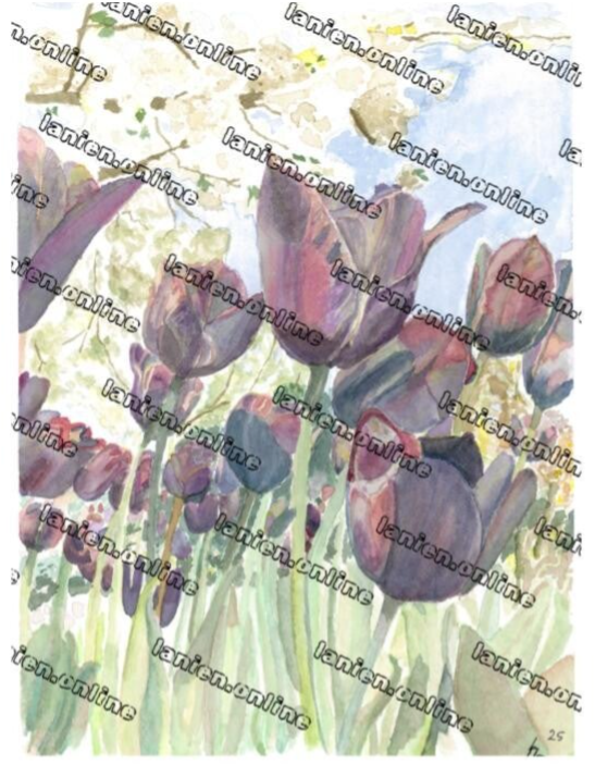 Little Black Sheep Tulip