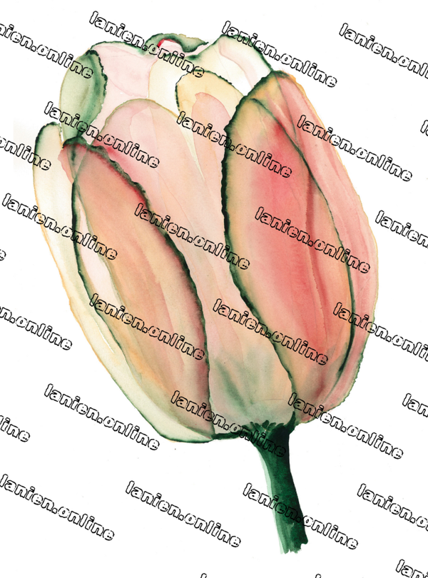 Perzik Tulip from 12th dimension