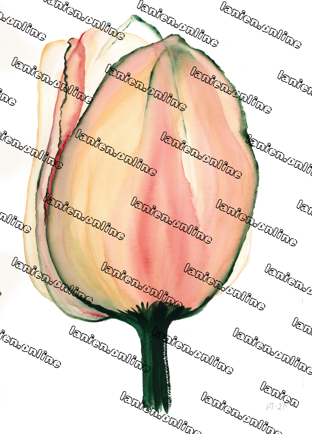 Perzik Tulip II from 12th dimension