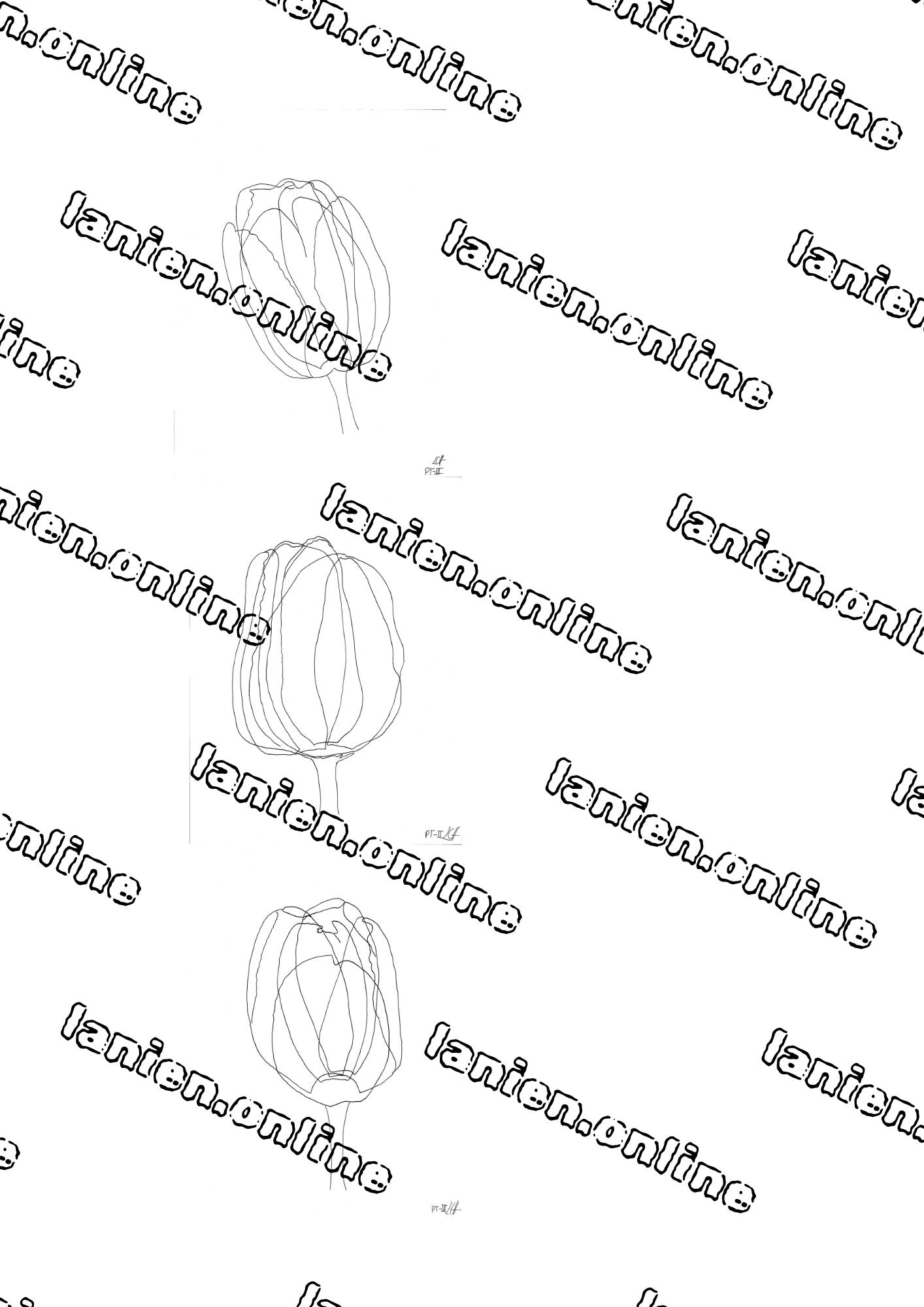 3 Perzik Tulips Black Ink