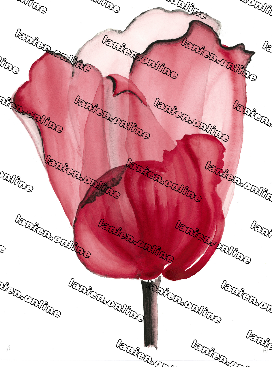 Red Black Tulip III from the 12th dimension