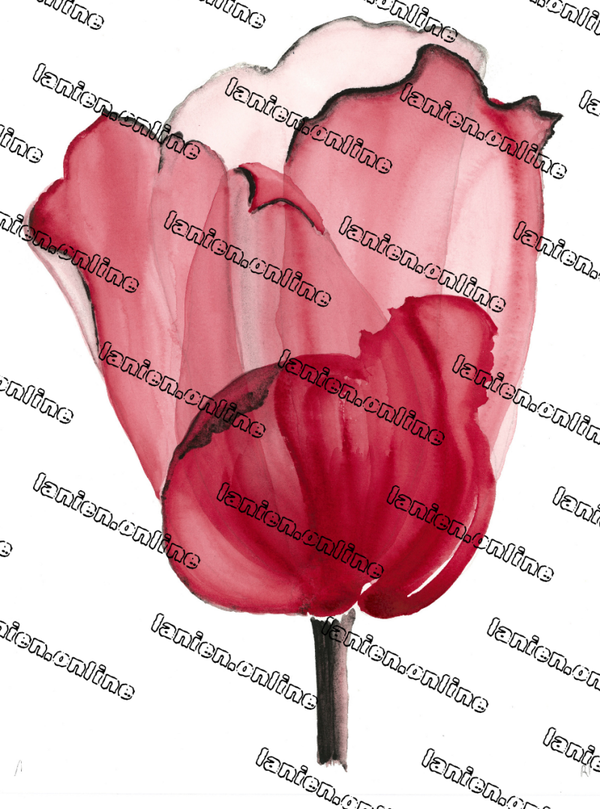 Red Black Tulip III from the 12th dimension
