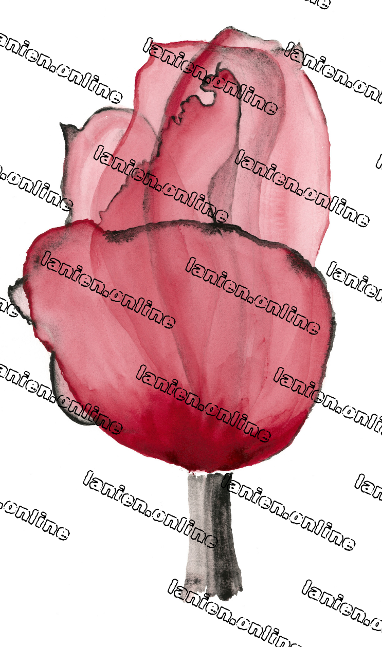 Red Black Tulip from the 12th dimension