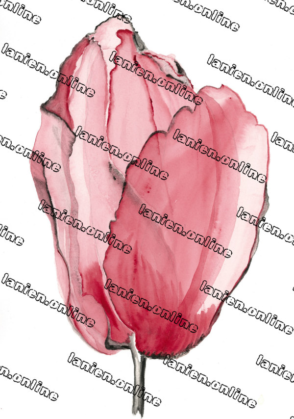 Red Black Tulip II from the 12th dimension