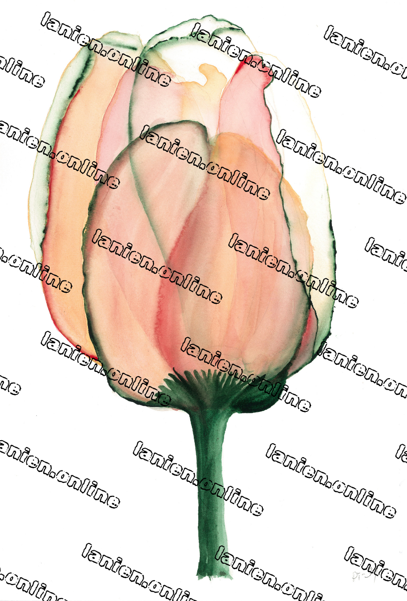 Perzik Tulip III from 12th dimension