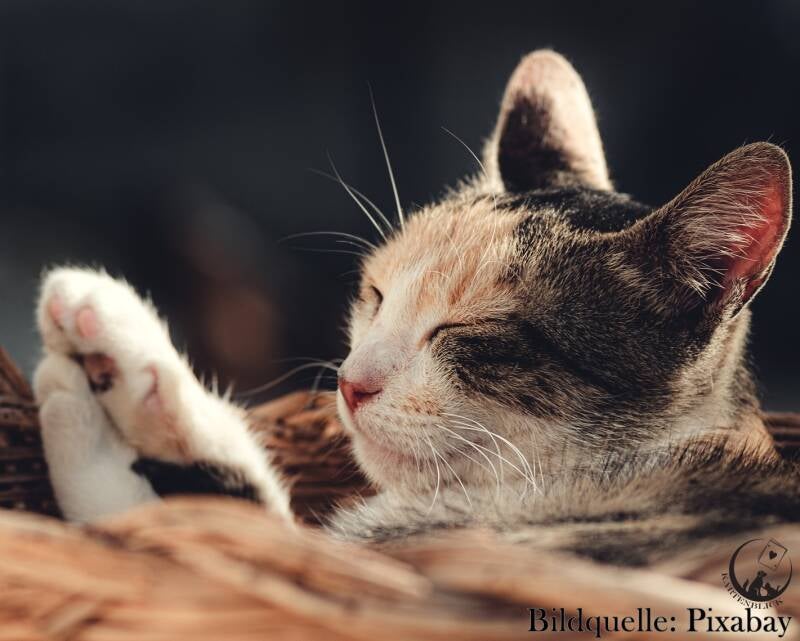 Tierkummunikation Medium Köln