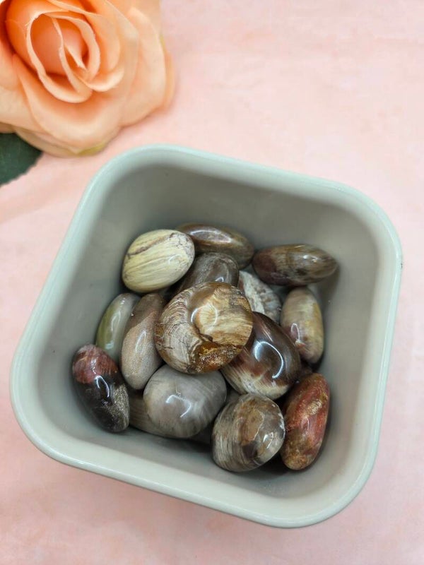 Versteend hout trommelsteen