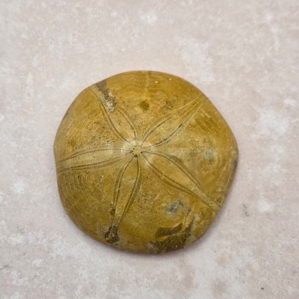 Fossiele Zee-egel - Zanddollar - 160 miljoen jaar oud