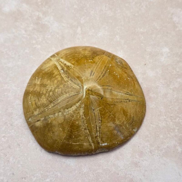 Fossiele Zee-egel - Zanddollar - 160 miljoen jaar oud