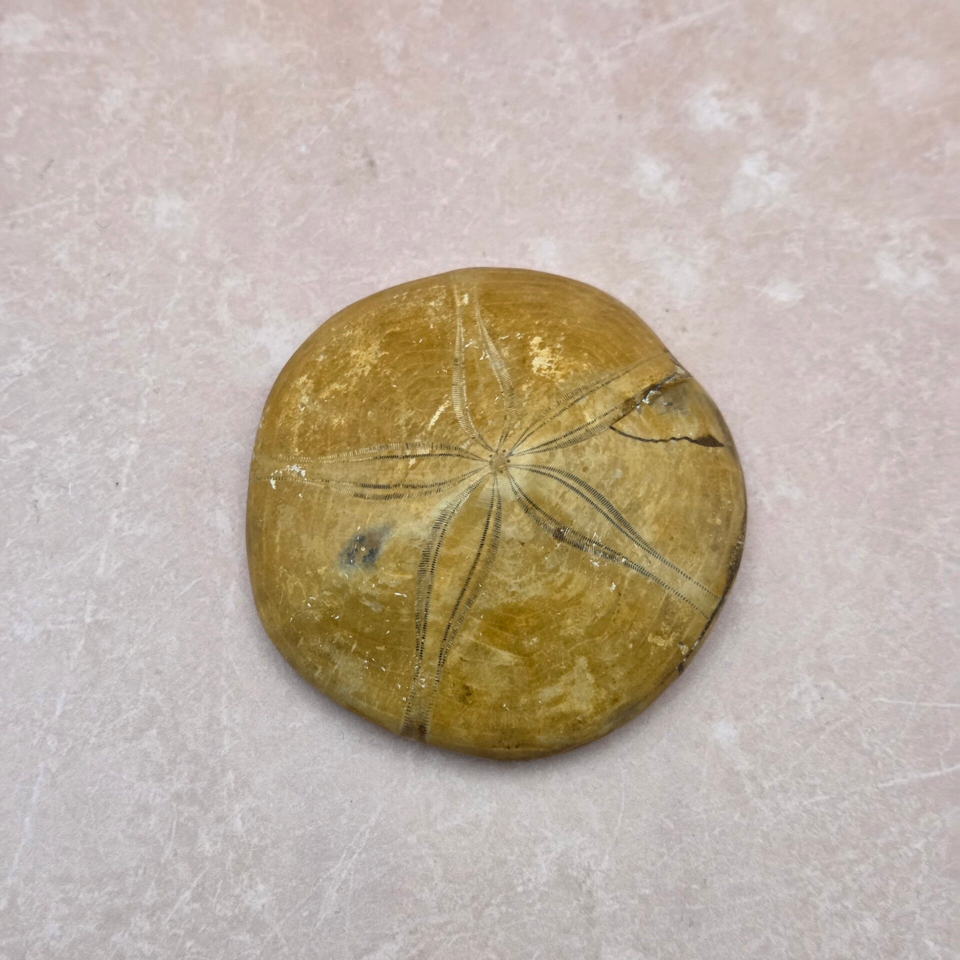 Fossiele Zee-egel - Zanddollar - 160 miljoen jaar oud