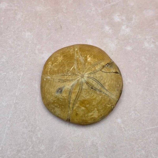 Fossiele Zee-egel - Zanddollar - 160 miljoen jaar oud