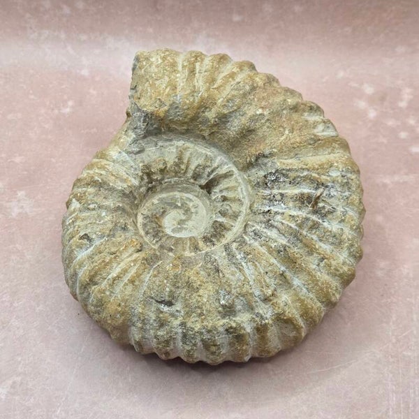 Ammoniet - 15 cm