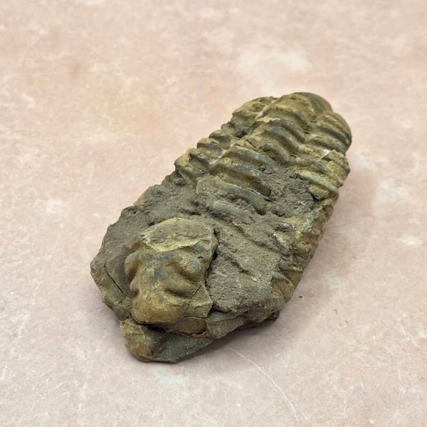Trilobiet | Uniek Fossiel | 8 cm
