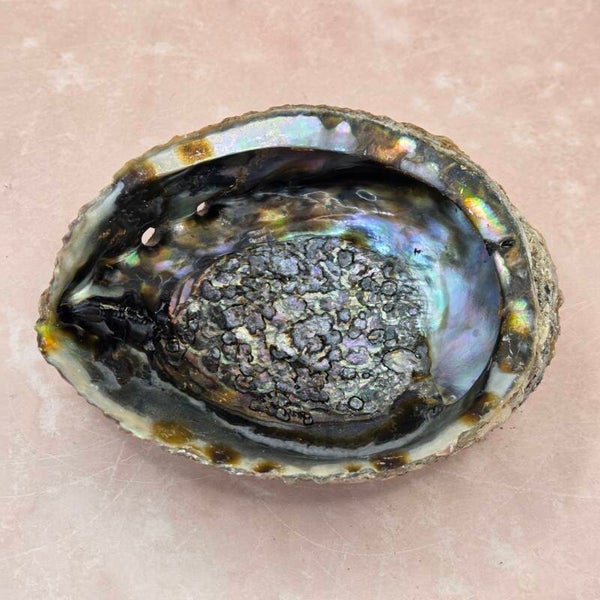 Abalone schelp - decoratief  &   spirituele rituelen