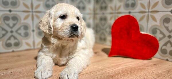 GOLDEN RETRIEVER (M)