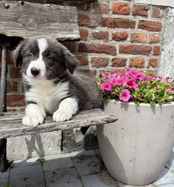 BORDER COLLIE (F)