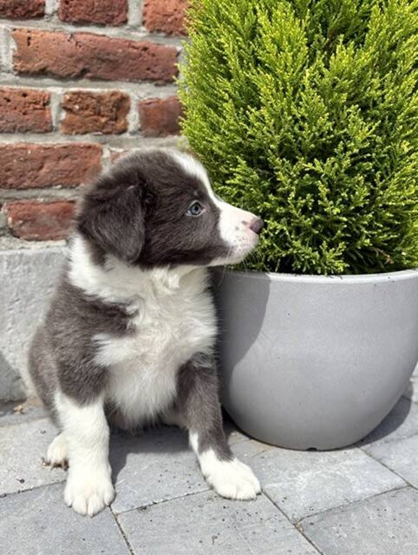 BORDER COLLIE (M)