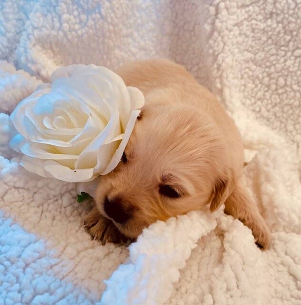 GOLDEN RETRIEVER (F)