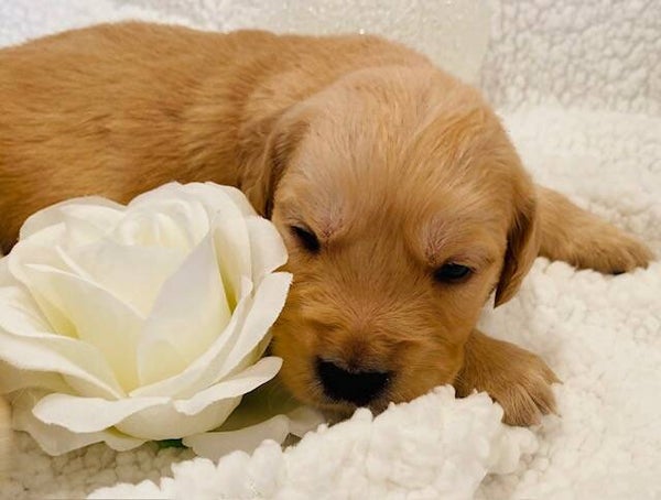 GOLDEN RETRIEVER (F)